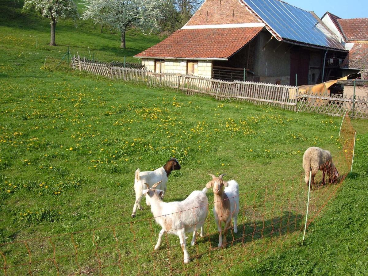 Ferienwohnungen "Allerleigruen" Langenroda المظهر الخارجي الصورة